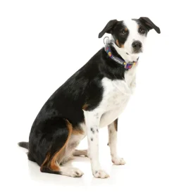 FuzzYard Highscore - Dog Collar