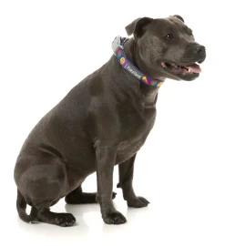 FuzzYard Highscore - Dog Collar