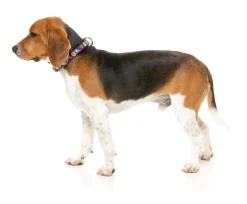 FuzzYard Highscore - Dog Collar