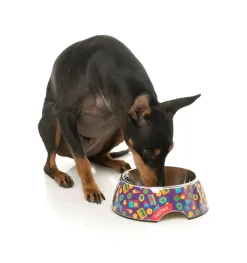 FuzzYard Highscore - Easy Feeder Bowl