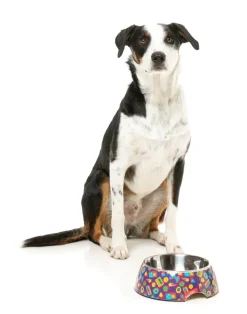 FuzzYard Highscore - Easy Feeder Bowl