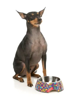 FuzzYard Highscore - Easy Feeder Bowl