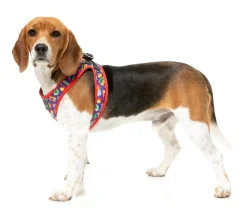 FuzzYard Highscore - Step In Harness