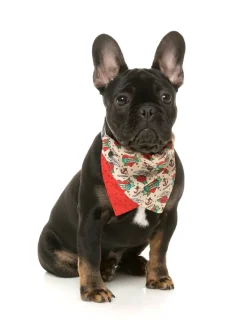 FuzzYard Ink'd Up - Bandana