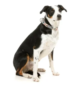 FuzzYard Ink'd Up - Dog Collar