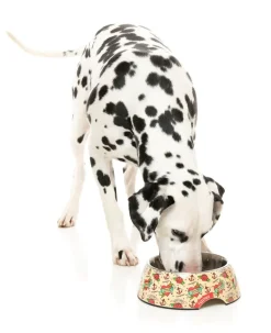 FuzzYard Ink'd Up - Easy Feeder Bowl