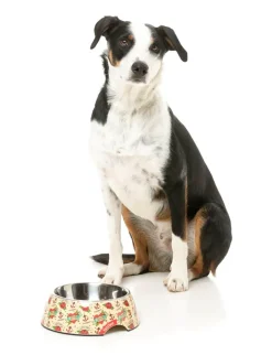 FuzzYard Ink'd Up - Easy Feeder Bowl