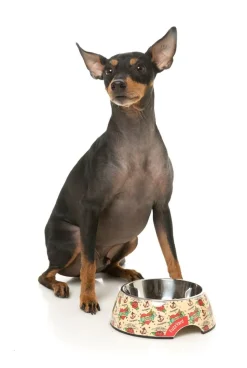 FuzzYard Ink'd Up - Easy Feeder Bowl