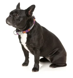FuzzYard Jack Jack Jackie Lantern - Purple - Dog Collar