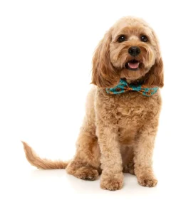 FuzzYard Jack Jack Jackie Lantern - Bowtie - Teal