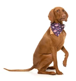 FuzzYard Jackpup - Bandana