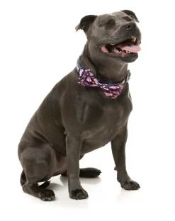 FuzzYard Jackpup - Bowtie