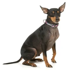 FuzzYard Jackpup - Dog Collar