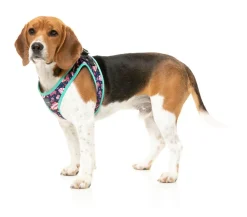 FuzzYard Jackpup - Step In Harness