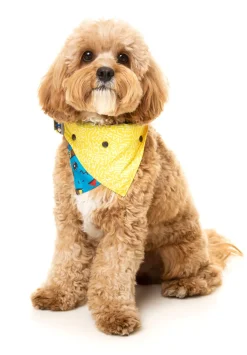 FuzzYard Kings of Gold School Bandana