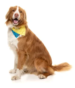 FuzzYard Kings of Gold School Bandana