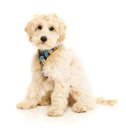 FuzzYard Mahalo Harness