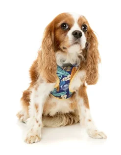 FuzzYard Mahalo Harness