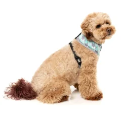 FuzzYard Mint Fizz - Dog Harness