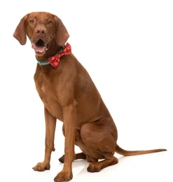 FuzzYard Naughty Ginger - Bowtie