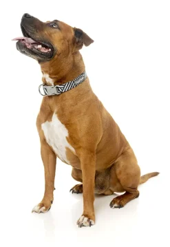 FuzzYard Northcote Collar