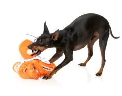 FuzzYard Octo-Posse Dog Toy - Sailor Squiggles