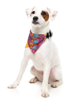 FuzzYard Oh My Gourd! - Dog 2 Pack