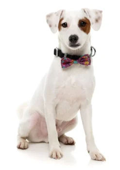 FuzzYard Oh My Gourd! - Dog 2 Pack