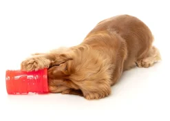 FuzzYard Pina Coolada Freeze - Interactive Chew Toy