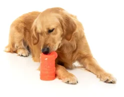 FuzzYard Pina Coolada Freeze - Interactive Chew Toy