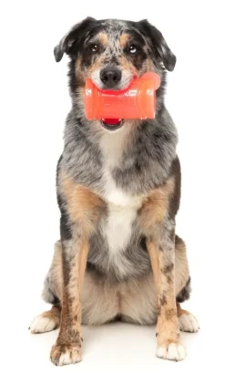 FuzzYard Pina Coolada Freeze - Interactive Chew Toy