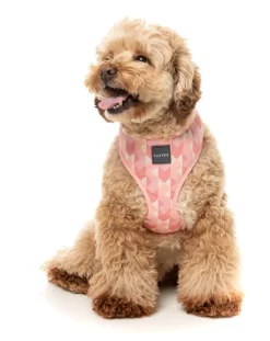 FuzzYard Pink Lemonade - Dog Harness