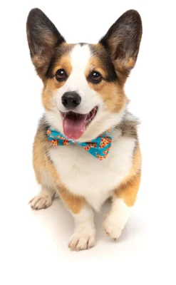 FuzzYard Pizza Lyf Bowtie