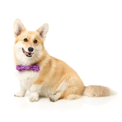 FuzzYard Prince Pet Bow Tie