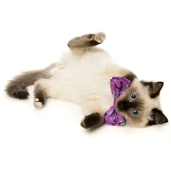 FuzzYard Prince Pet Bow Tie