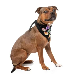 FuzzYard Rep It - Merit Bandana