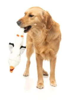 FuzzYard See-ya Seagull - The Yeetz - Dog Toy