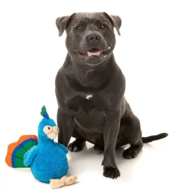 FuzzYard Showboat the Peacock