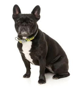 FuzzYard Sk8ter Gator - Dog Collar