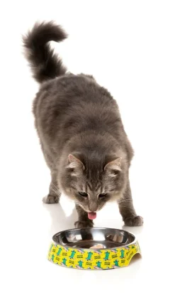 FuzzYard Sk8ter Gator - Easy Feeder Cat Bowl