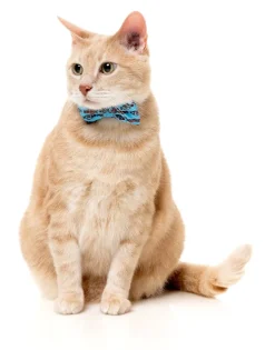 FuzzYard Soy Sauce Fish - Cat Fashion Pack