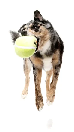FuzzYard Tennis Ball - Dog Toy