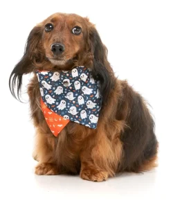 FuzzYard That's The Spirit - Dog 2 Pack