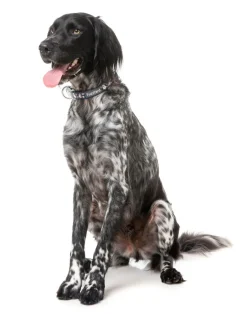 FuzzYard That's The Spirit - Dog Collar