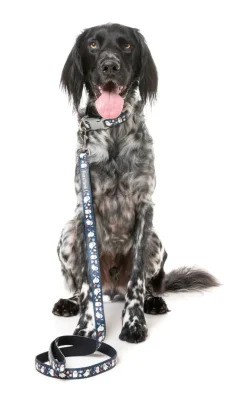 FuzzYard That's The Spirit - Dog Lead