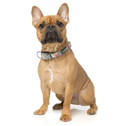 FuzzYard The Hive Dog Collar