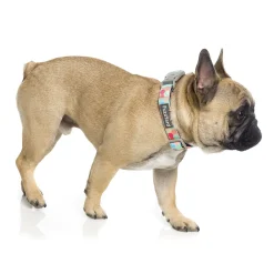 FuzzYard The Hive Dog Collar