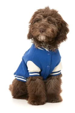 FuzzYard The Letterman Jacket - Blue