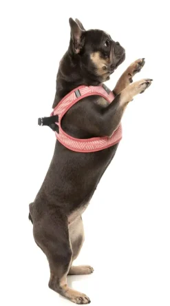 FuzzYard Thornbury - Brick Red - Dog Step In Harness