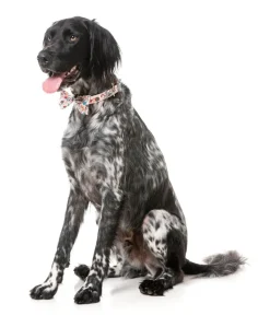 FuzzYard Tinsel Time - Dog 2 Pack